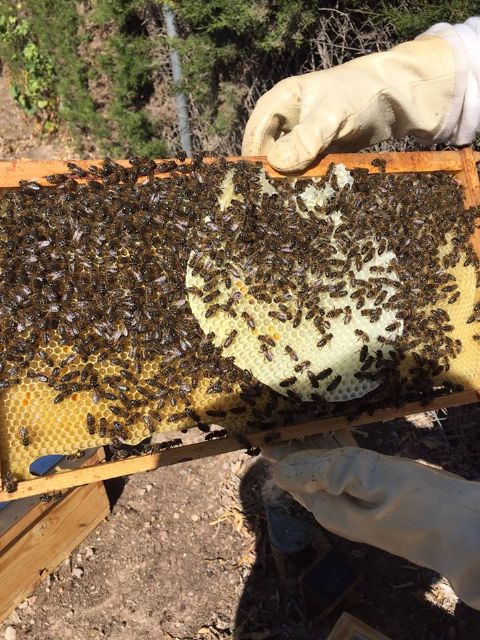 The Civil Protection Beekeeping Unit activates the bee swarm collection device, coinciding with spring flowering, Foto 4