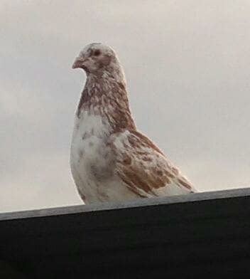 Entrega de premios del 2° concurso de vuelo del Palomo Cuco Lorquino, Foto 4