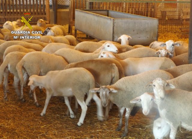 The Civil Guard detained two people when they stole several lambs in a farm in Totana