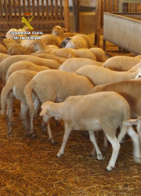The Civil Guard detained two people when they stole several lambs in a farm in Totana, Foto 2