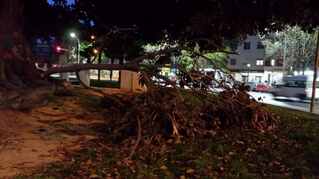 MC insta al Gobierno a aumentar el seguimiento y mantenimiento de los ficus del municipio - 1, Foto 1