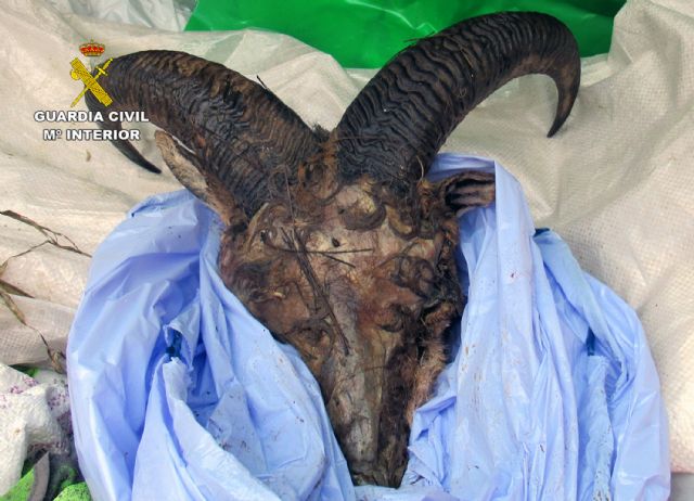 La Guardia Civil investiga a dos vecinos de Lorca por la caza furtiva de un arruí - 1, Foto 1