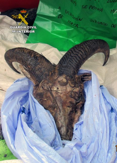 La Guardia Civil investiga a dos vecinos de Lorca por la caza furtiva de un arruí - 2, Foto 2