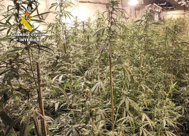 La Guardia Civil desarticula en San Javier un grupo delictivo dedicado a la producción a gran escala de marihuana - 1, Foto 1