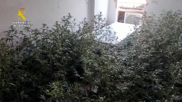 La Guardia Civil desarticula en San Javier un grupo delictivo dedicado a la producción a gran escala de marihuana - 2, Foto 2