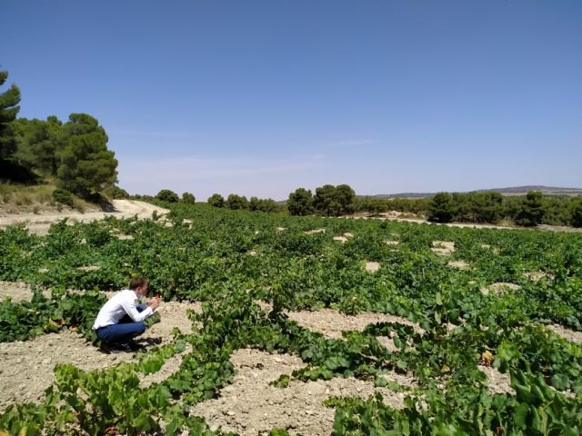 Los vinos DOP Jumilla reconocidos en las catas de primavera de la publicación the drink business - 1, Foto 1