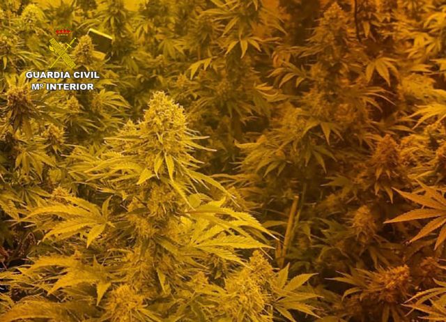 La Guardia Civil desmantela en Fortuna un punto de cultivo ilícito de marihuana - 2, Foto 2