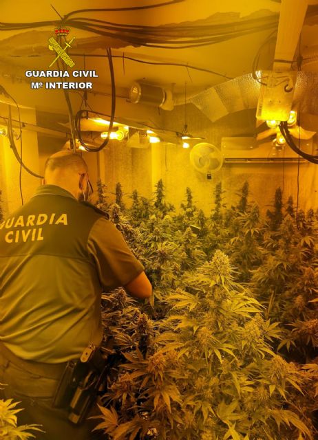 La Guardia Civil desmantela en Fortuna un punto de cultivo ilícito de marihuana - 3, Foto 3