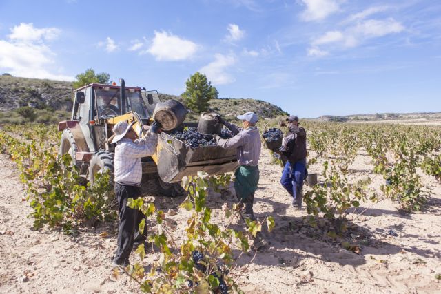 La calificación oficial de la añada 2024 en la DOP Jumilla es muy buena - 1, Foto 1