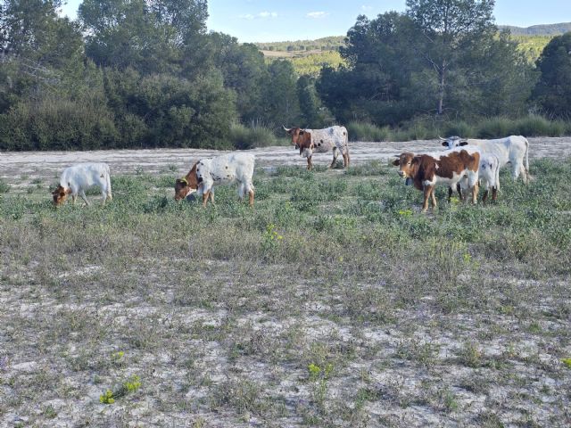 PROFOMUR pone en valor el silvopastoreo como herramienta para prevenir incendios y generar oportunidades rurales - 2, Foto 2