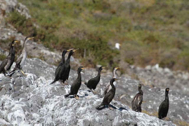 El control de la presión humana sobre Isla Grosa favorece la reproducción de aves y la conservación de los fondos marinos - 1, Foto 1