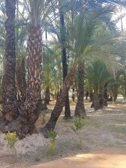 Cambiemos Murcia propone plantar nuevos ejemplares en el Palmeral de Santiago y Zaraiche - 1, Foto 1