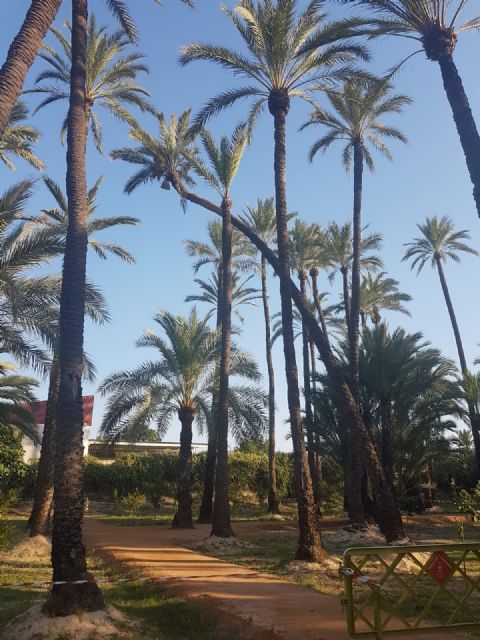 Cambiemos Murcia propone plantar nuevos ejemplares en el Palmeral de Santiago y Zaraiche - 2, Foto 2
