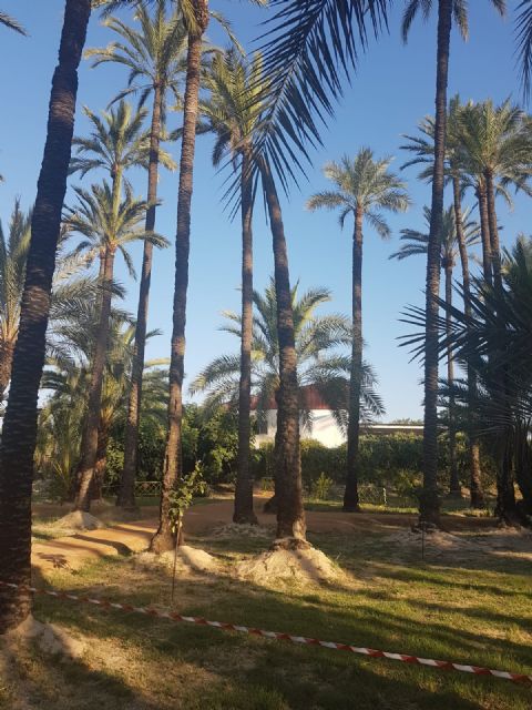 Cambiemos Murcia propone plantar nuevos ejemplares en el Palmeral de Santiago y Zaraiche - 4, Foto 4