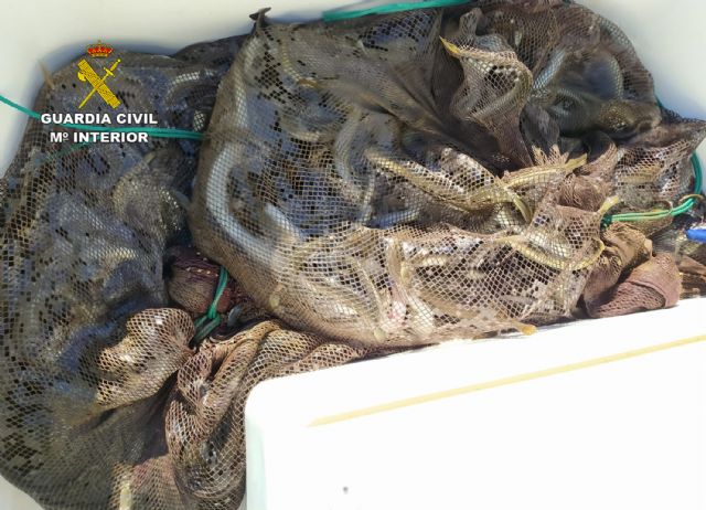 La Guardia Civil investiga a cuatro pescadores por la captura de anguilas en el Mar Menor - 1, Foto 1