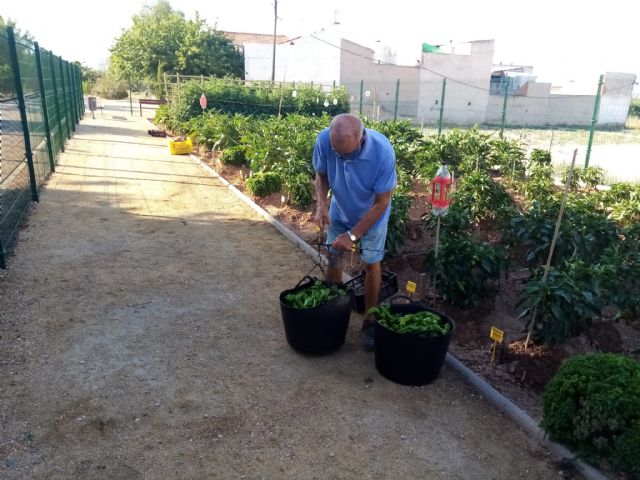 Cáritas y Asamblea Comarcal de Cruz Roja en Molina de Segura reciben las hortalizas recolectadas en el Huerto de Ocio La Estación - 2, Foto 2