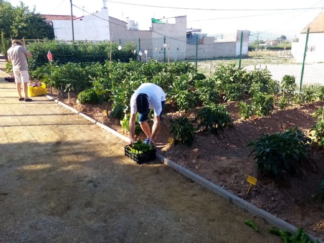 Cáritas y Asamblea Comarcal de Cruz Roja en Molina de Segura reciben las hortalizas recolectadas en el Huerto de Ocio La Estación - 4, Foto 4