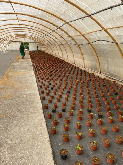 El Ayuntamiento de Lorca inicia la campaña de preparación de las más de 7.000 plantas que adornarán los parques y jardines de todo el municipio el próximo otoño - 1, Foto 1