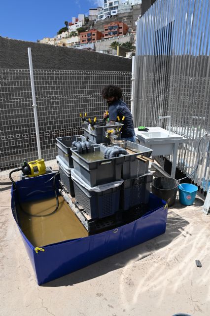 La UMU patenta un innovador sistema sostenible para el lavado de sedimentos arqueológicos - 1, Foto 1