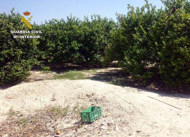 La Guardia Civil esclarece la sustracción de dos toneladas de limón con nueve detenidos - 4, Foto 4
