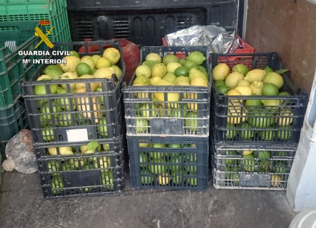 La Guardia Civil esclarece la sustracción de dos toneladas de limón con nueve detenidos - 5, Foto 5