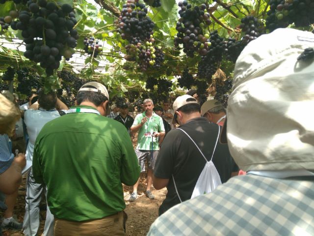 La nueva generación de variedades de uva de mesa a debate en Lorca - 1, Foto 1