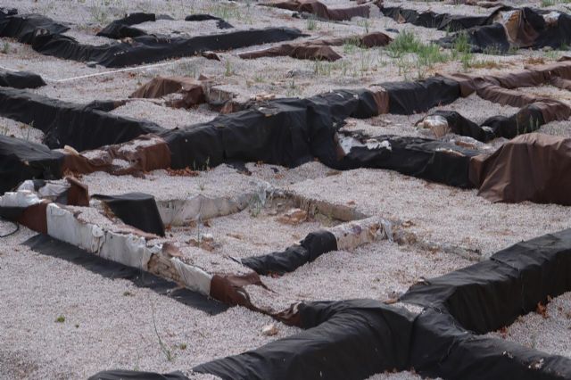 Huermur denuncia en Cultura nuevos derrumbes y proliferación de maleza en el yacimiento de San Esteban - 2, Foto 2