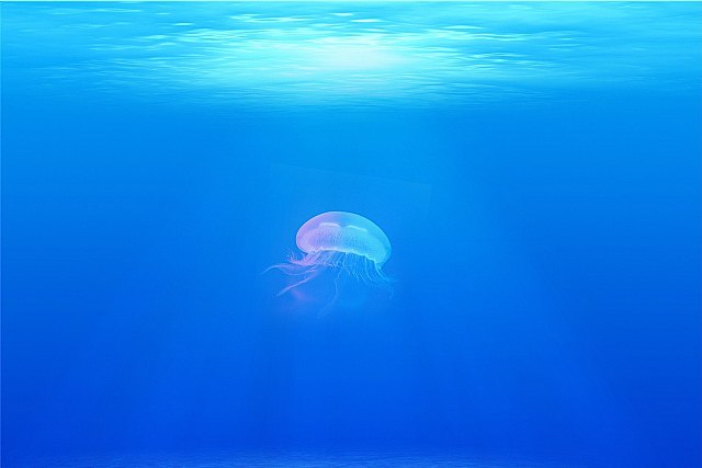 La picadura de medusa solo es grave en casos excepcionales - 1, Foto 1