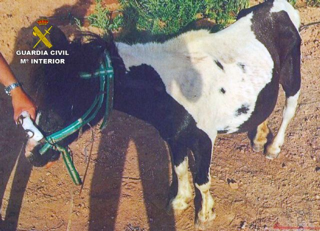 La Guardia Civil investiga a tres personas por el abandono de un poni que deambulaba desorientado por la carretera - 1, Foto 1