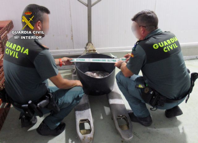 La Guardia Civil se incauta de 20 kilos de pulpo en  Mazarrón - 3, Foto 3
