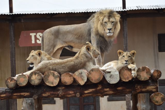 Terra Natura Murcia celebra el Día Internacional del León con una actividad especial y una charla educativa - 1, Foto 1