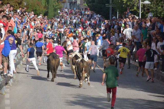 Los impresionantes novillos de Barcial cierran los encierros de Calasparra con un encierro limpio y multitudinario - 3, Foto 3