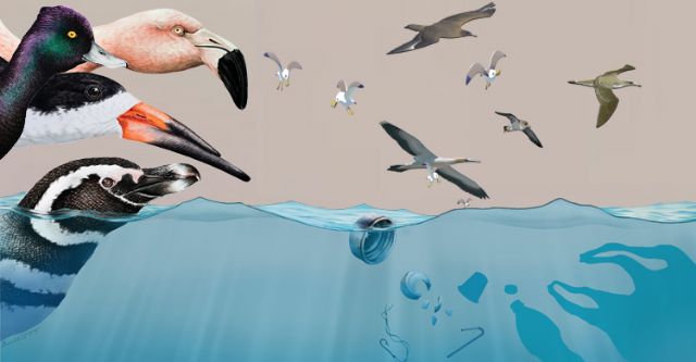 ¿A dónde irán las aves? Silencio - 1, Foto 1