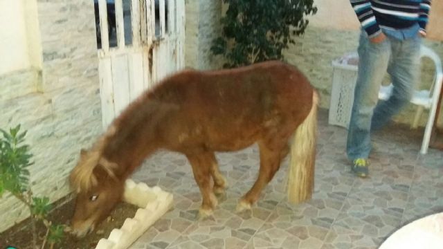 La Policia Local de Cartagena rescata a un poni abandonado - 1, Foto 1
