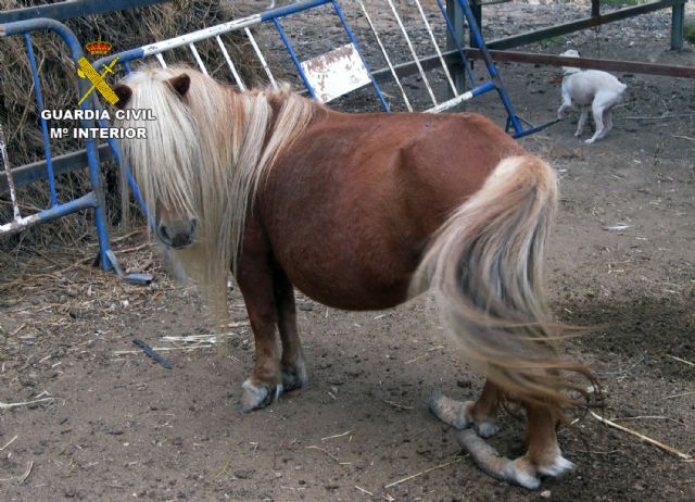 La Guardia Civil desmantela un núcleo zoológico clandestino con 572 animales en Lorca - 1, Foto 1