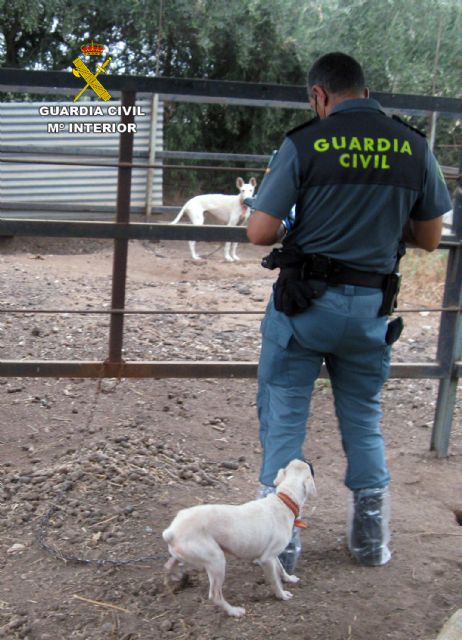 La Guardia Civil desmantela un núcleo zoológico clandestino con 572 animales en Lorca - 2, Foto 2