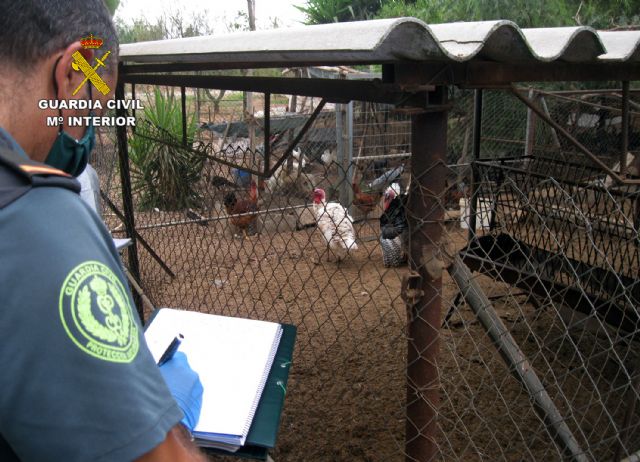 La Guardia Civil desmantela un núcleo zoológico clandestino con 572 animales en Lorca - 3, Foto 3