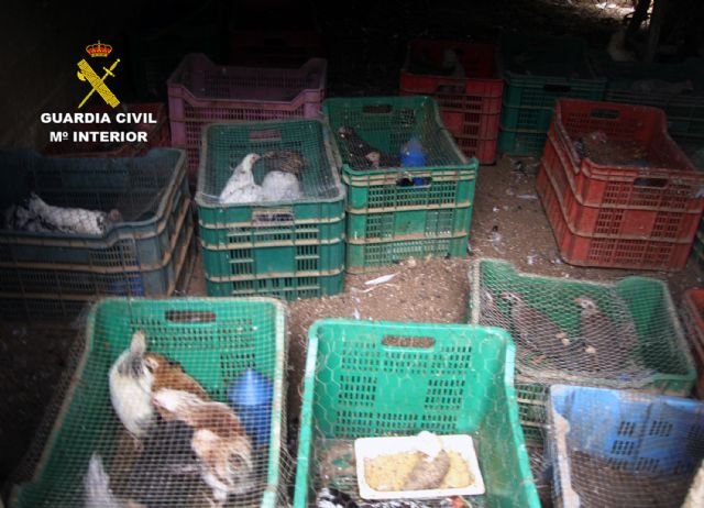 La Guardia Civil desmantela un núcleo zoológico clandestino con 572 animales en Lorca - 4, Foto 4