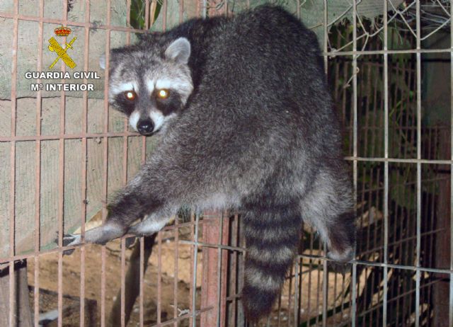 La Guardia Civil desmantela un núcleo zoológico clandestino con 572 animales en Lorca - 5, Foto 5