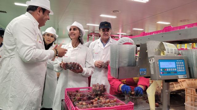 La apuesta por el impulso de nuevas variedades de uva de mesa consolidan a la Región de Murcia al frente de la producción y exportación nacional, Foto 1
