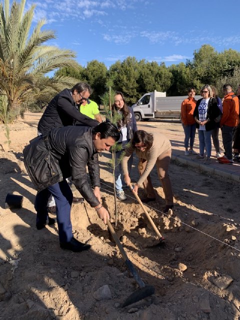 Roda cuenta desde hoy con 100 nuevos pinos - 1, Foto 1