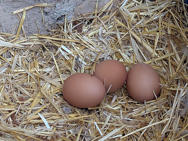 Crisis del huevo en Espaa, Foto 1