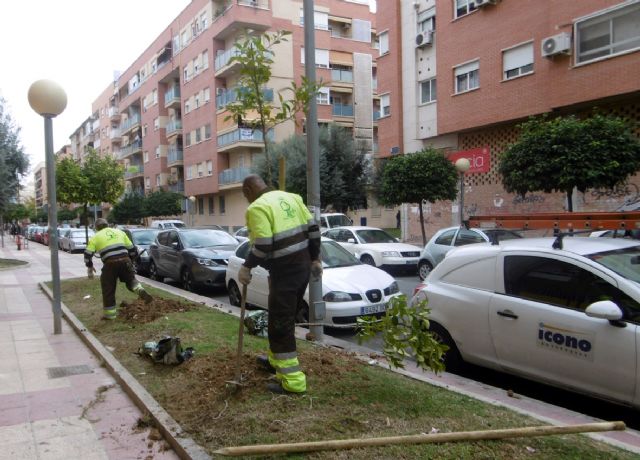 Comienza la campaña de plantación de más de 800 árboles en Murcia y pedanías - 2, Foto 2