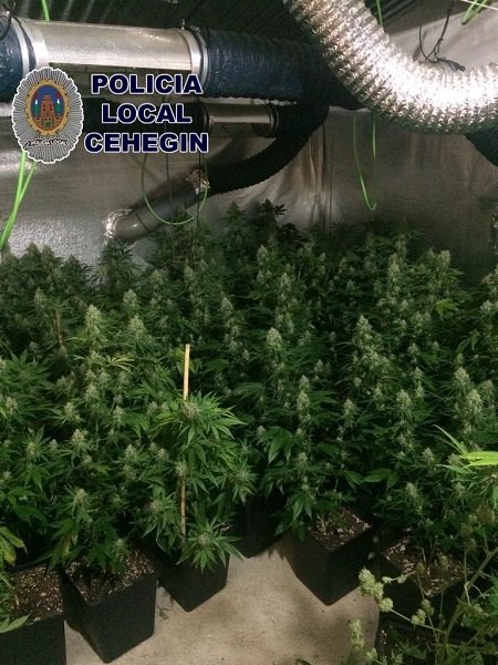 Tres detenidos y una plantación de marihuana desmantelada - 1, Foto 1