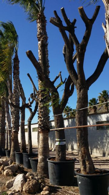El equipo de Gobierno cumple con su compromiso de salvar el mayor número posible de los árboles que han tenido que retirarse con motivo de las obras en la carretera de Caravaca - 1, Foto 1