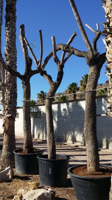 El equipo de Gobierno cumple con su compromiso de salvar el mayor número posible de los árboles que han tenido que retirarse con motivo de las obras en la carretera de Caravaca - 2, Foto 2
