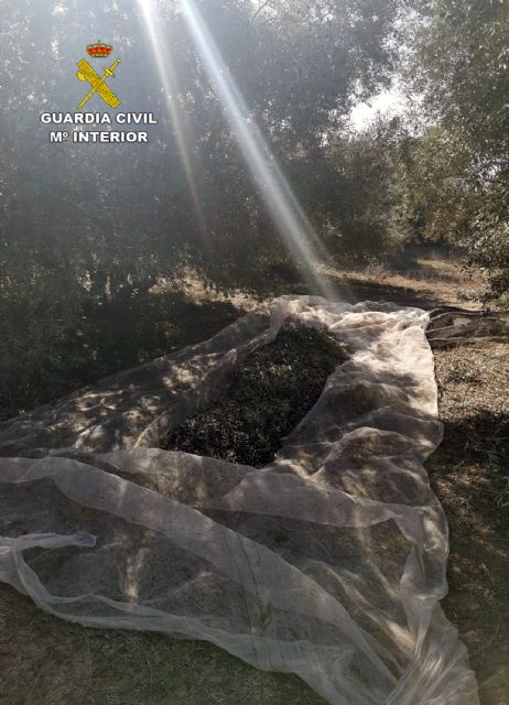 La Guardia Civil desmantela un grupo delictivo dedicado a la sustracción de productos del campo en Mula - 2, Foto 2
