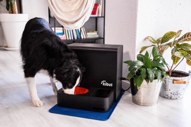 Navidad y perros: seis riesgos evitables para tus mascotas que pueden estropear las fiestas - 1, Foto 1