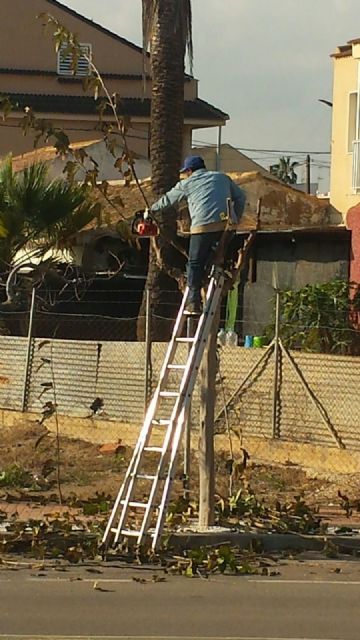 Ciudadanos denuncia que el Ayuntamiento de San Pedro del Pinatar incumple la ley de seguridad, higiene y salud laboral al no proteger al personal encargado de la poda de los árboles - 1, Foto 1