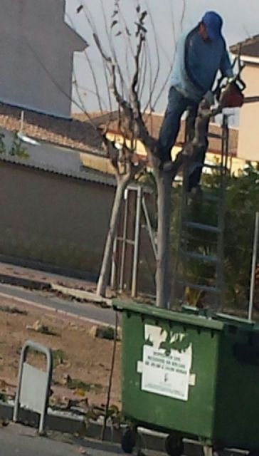 Ciudadanos denuncia que el Ayuntamiento de San Pedro del Pinatar incumple la ley de seguridad, higiene y salud laboral al no proteger al personal encargado de la poda de los árboles - 2, Foto 2